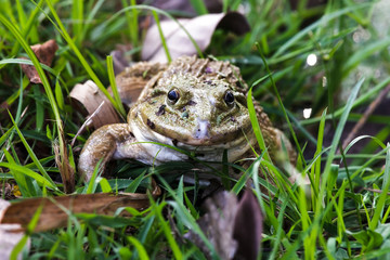 Frog