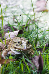 Frog