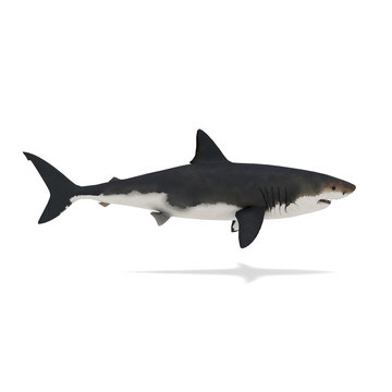 Side view of shark isolated on white 3d rendering