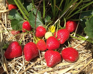fraisier et fraises rouges sur du paillis © Patryssia