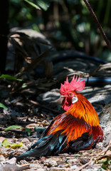 Fototapeta premium The Cock, Bantam