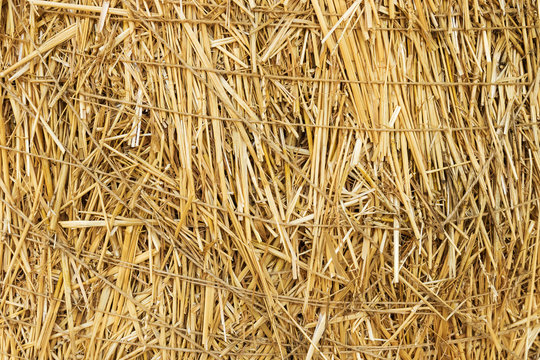 Background of straw - Powered by Adobe