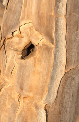 bark with a quiver tree knothole Namibia