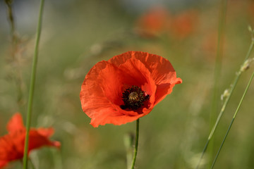 Poppy / beautiful poppy on a meadow