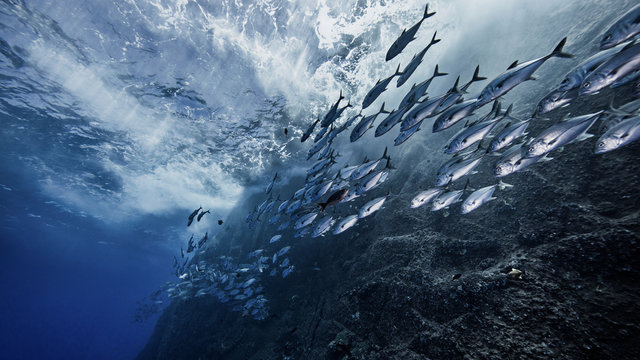 School of fish at Roca Partida pinnacle, Socorro, Mexico