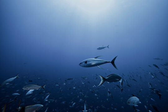 Tuna chasing baitfish, Socorro, Mexico