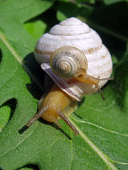 A baby snail riding on it's mother back