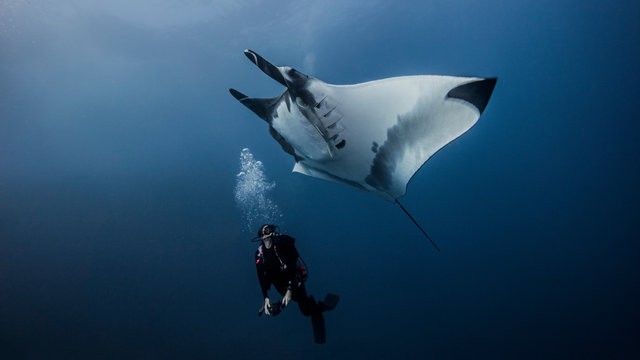 Giant Ocean Manta Ray with scuba diver at Roca Partida Island, Socorro, Mexico