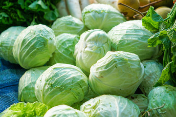 Fototapeta na wymiar Group of Cabbages