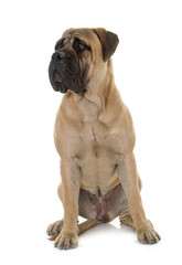 Fototapeta premium young bull mastiff in studio