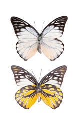 Fototapeta na wymiar Butterfly insect