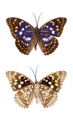 Obraz na płótnie Canvas Butterfly insect