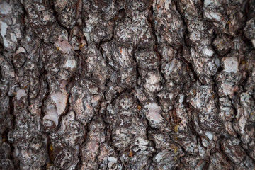 Pine bark background