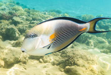 Fototapeta na wymiar Sohal surgeon-fish. Red Sea. Egypt