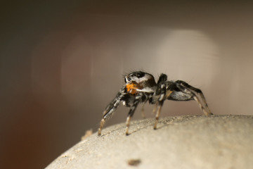 Spider cute