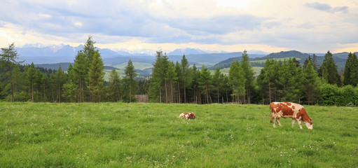 View of the cow in the mountain meadow / ecological farming.