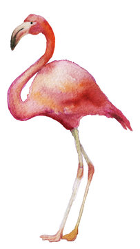 watercolor sketch of flamingo on a white background