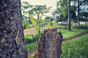 new buds on the old trees