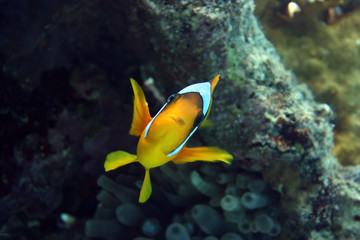 Fototapeta na wymiar Coral and clownfish in the Red Sea.Egypt