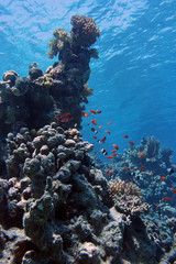 Naklejka na ściany i meble Coral and fish in the Red Sea.Egypt