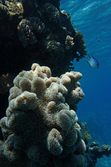 Plakat Coral and fish in the Red Sea.Egypt