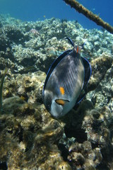 Coral and fish in the Red Sea.Egypt