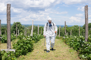 Man spraying chemicals on his raspberry field,colored and under exposed photo.Focus on sprayer