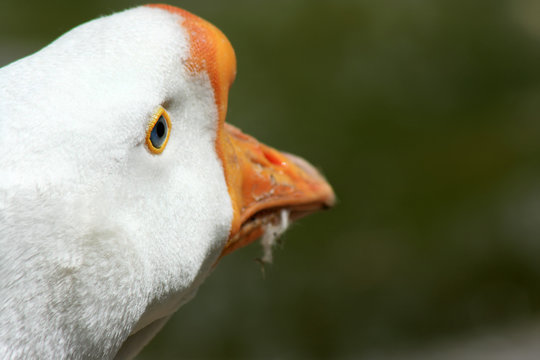 White goose head, rear view.