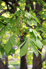 horse chestnut on tree