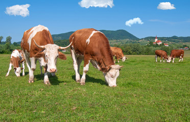Naklejka na ściany i meble Cow herd grazing in a field