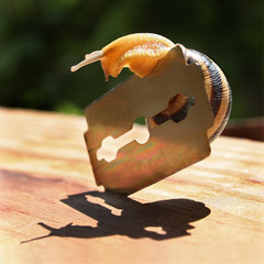 snail over a razor blade