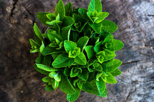 Green fresh mint on  wooden background