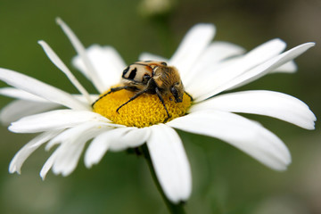 Beetle on camomile