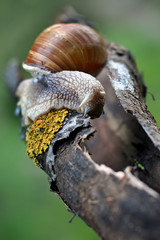 Snail on a tree