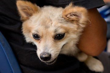 Dog sitting waiting for the boss