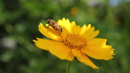 coreopsis. bee after pollination prepares to fly