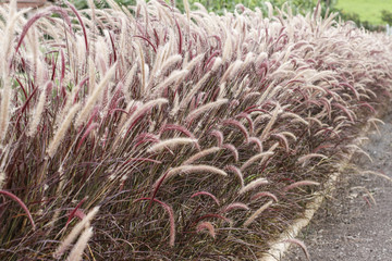 Field decorated with texas grass
