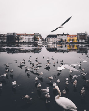 Winter moment - Flock of birds on frozen lake reflecting on the cityscape.
