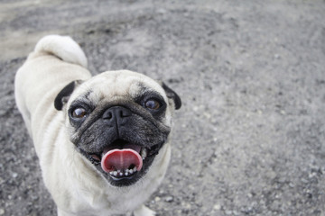Fototapeta premium Pug dog posing for camera