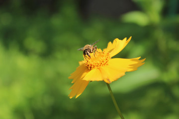 coreopsis. in the garden, one bee collects nectar