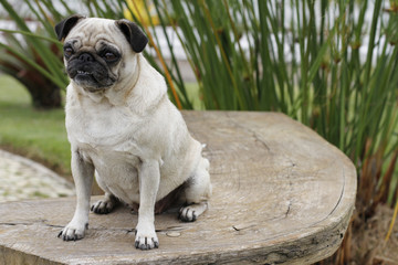 Pug dog sitting serious race course