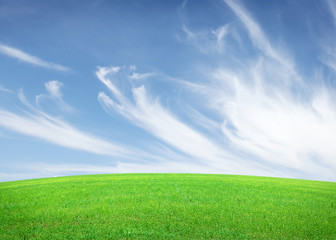 Fototapeta na wymiar Green grass field and blue sky