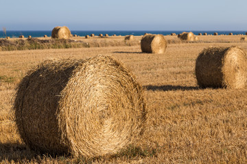 Hay  rolls close up on  wheat field.