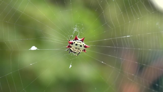 Female of Spiny-backed orb-weaver spider (Gasteracantha cancriformis).
