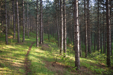 Fototapeta premium morning sun in the forest