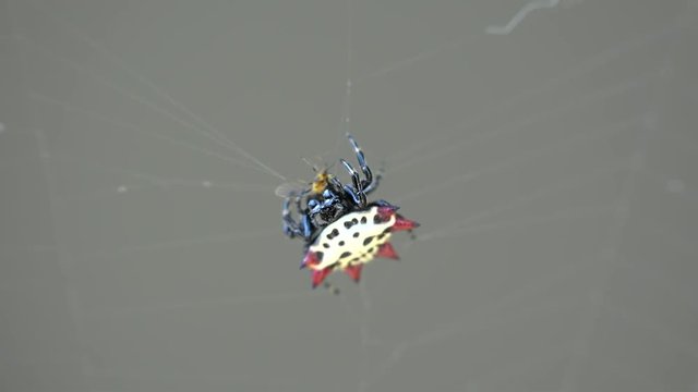 Spiny-backed orb-weaver spider (Gasteracantha cancriformis) eating a blackfly.