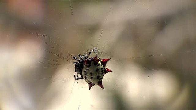 Female of Spiny-backed orb-weaver spider (Gasteracantha cancriformis).
