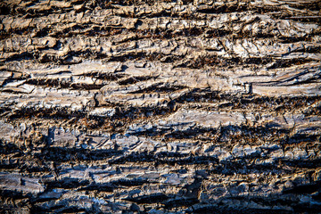 tree bark background