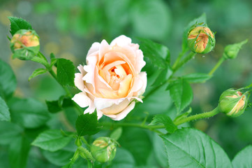 Beautiful Beige Rose Flower With Buds in the Garden