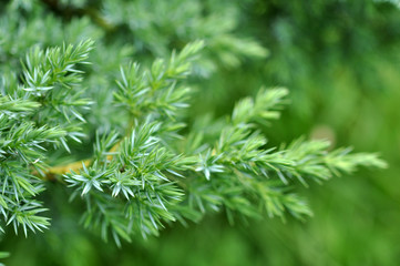 Evergreen Juniper Background